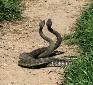 Rattlesnake Dance