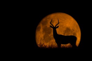 The Impala and The Moon